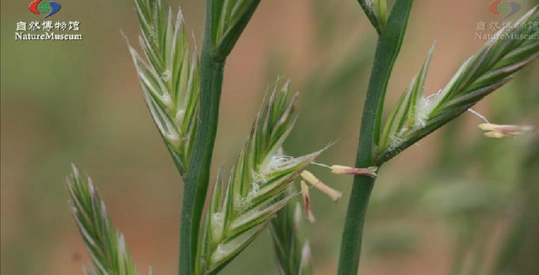 黑麦草种植的最佳时间是什么时候？种植后如何管理？