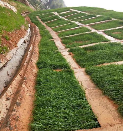 黑麦草种子发芽需要多长时间？常见问题解答？