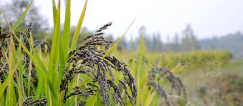 黑米种植条件是什么？哪些地方最适合种植黑米？