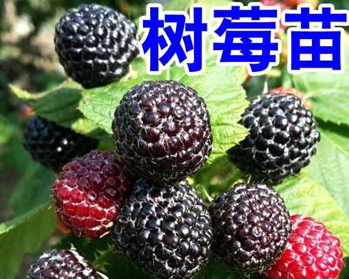 黑树莓几年开始结果实？种植后多久能收获？