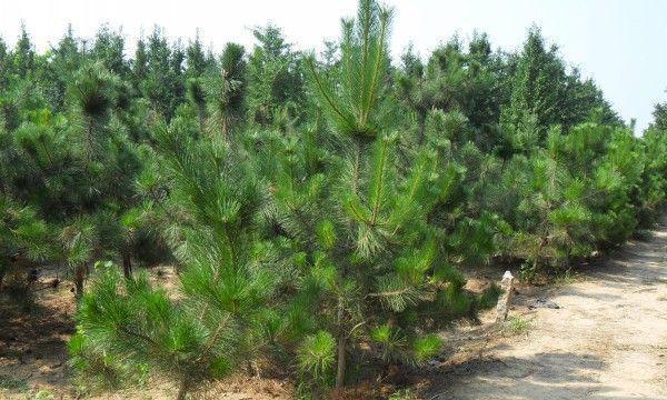 黑松是国家保护植物吗？黑松的保护级别和相关法律规定是什么？