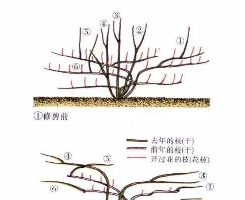 黑松修剪方法有哪些？如何正确修剪黑松？