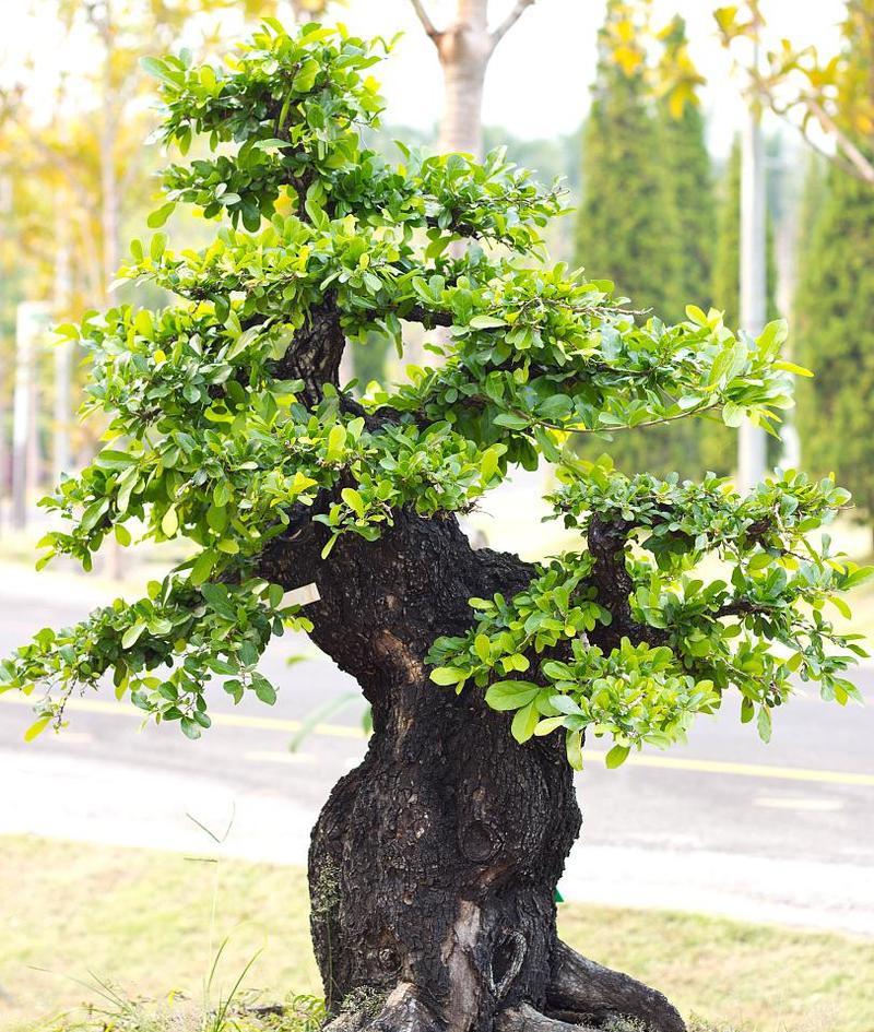 黑塔子养护技巧是什么？如何促进其开花结果？