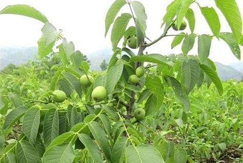 黑桃种植条件适合哪些地区种植？如何选择最佳种植区域？