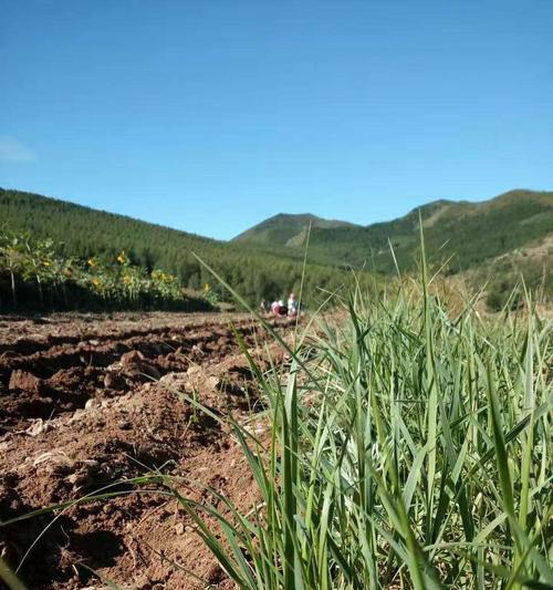 黑土豆主要产自哪些地区？如何辨别真正的黑土豆？