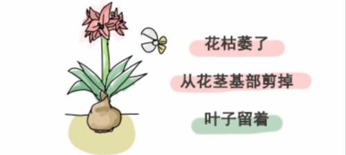 黑心菊种子怎么种植？种植过程中常见问题有哪些？