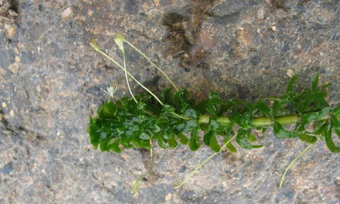 黑藻属于藻类植物吗？它的分类和特性是什么？