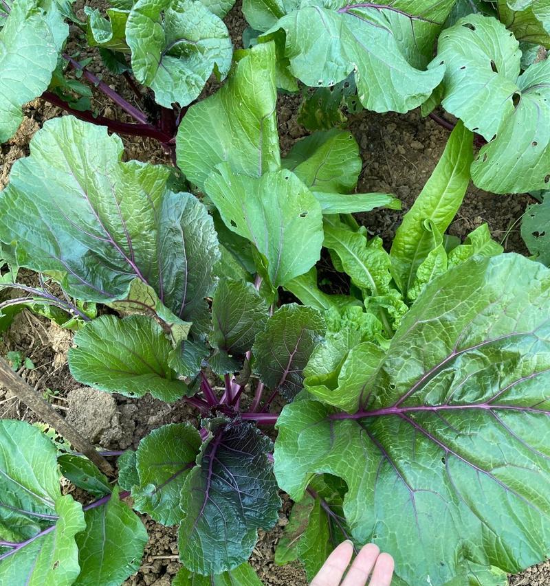 红菜苔什么时候种植最好？种植方法有哪些常见问题？