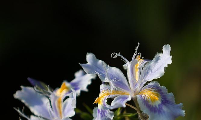 大扁竹兰的花语是什么？如何正确解读？