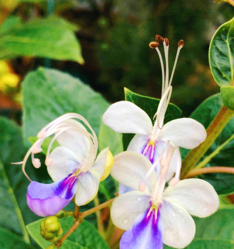 夏天有哪些花代表季节？它们各自有什么特点？