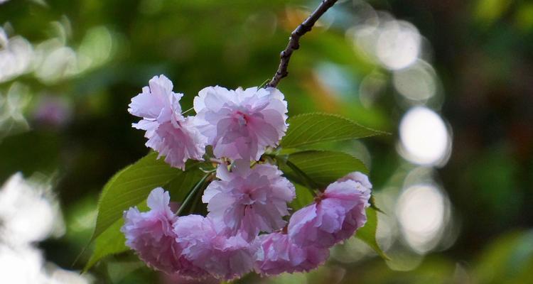 代表友谊的花语花是什么？如何挑选和赠送？