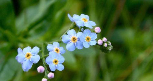 代表友谊长久的花有哪些？这些花卉的象征意义是什么？