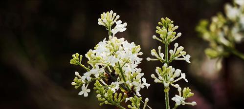 丁香花的花语是什么？丁香花代表的含义有哪些？