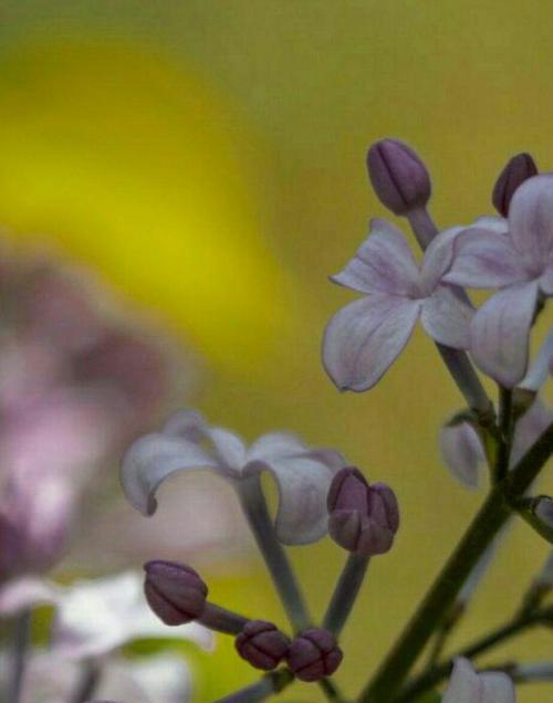 丁香花的花语是什么？丁香花代表的含义有哪些？