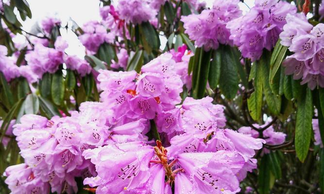 杜鹃花语是什么意思？杜鹃花象征着什么？