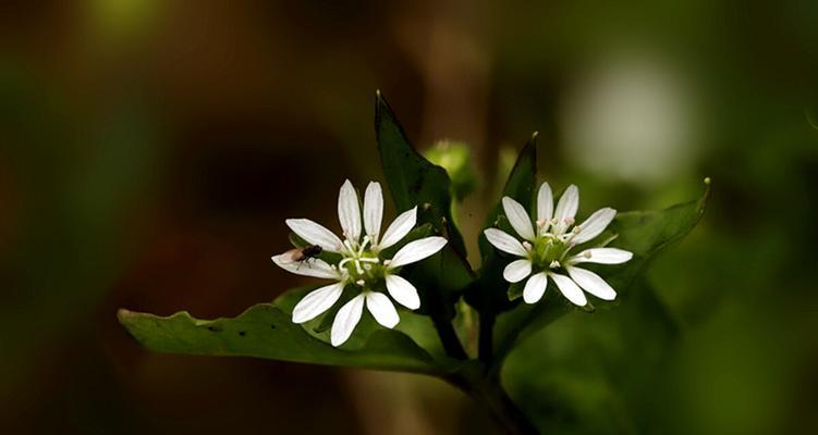 繁缕花花语是什么意思？它代表了哪些意义？