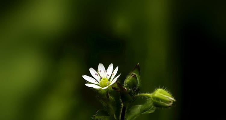 繁缕花花语是什么意思？它代表了哪些意义？