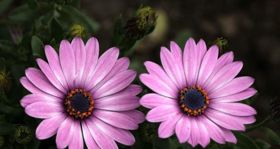 非洲菊代表什么？非洲菊的花语有哪些含义？