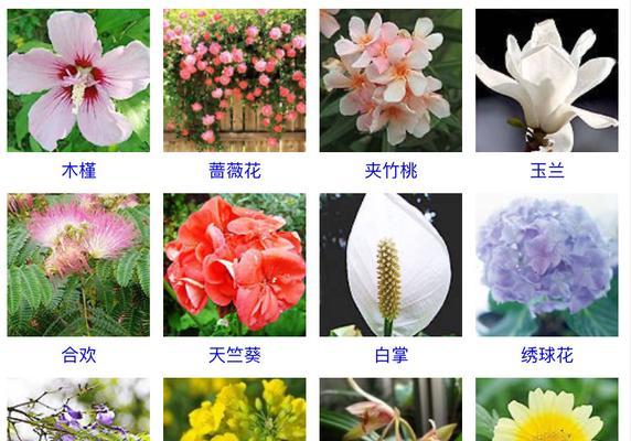 牡丹栀子一年开几次花？如何确保花开不断？