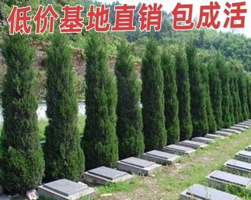 墓地植树指南：哪些树种最适宜？种植时应注意什么？