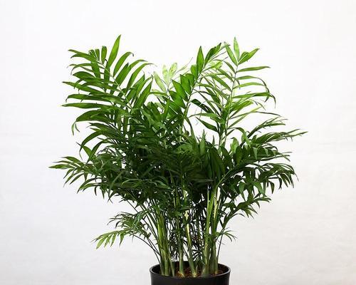 木本植物盆栽有哪些种类？如何选择适合自己的盆栽？