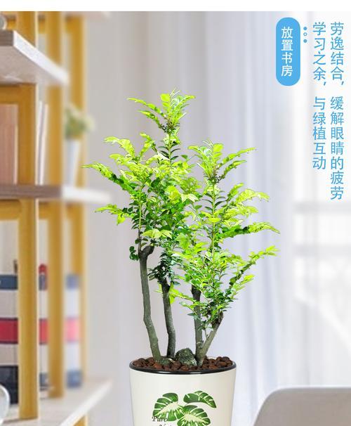 木本植物盆栽有哪些种类？如何选择适合自己的盆栽？