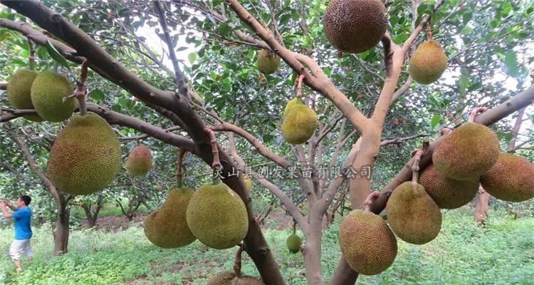 木菠萝几年结果实？种植后多久能收获果实？