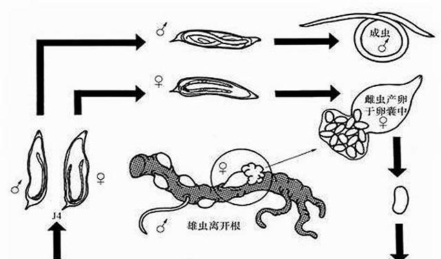 盆栽杀根结线虫秘诀