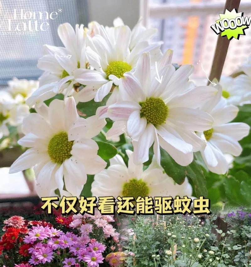 菊花受潮能泡水喝吗有毒吗是真的吗