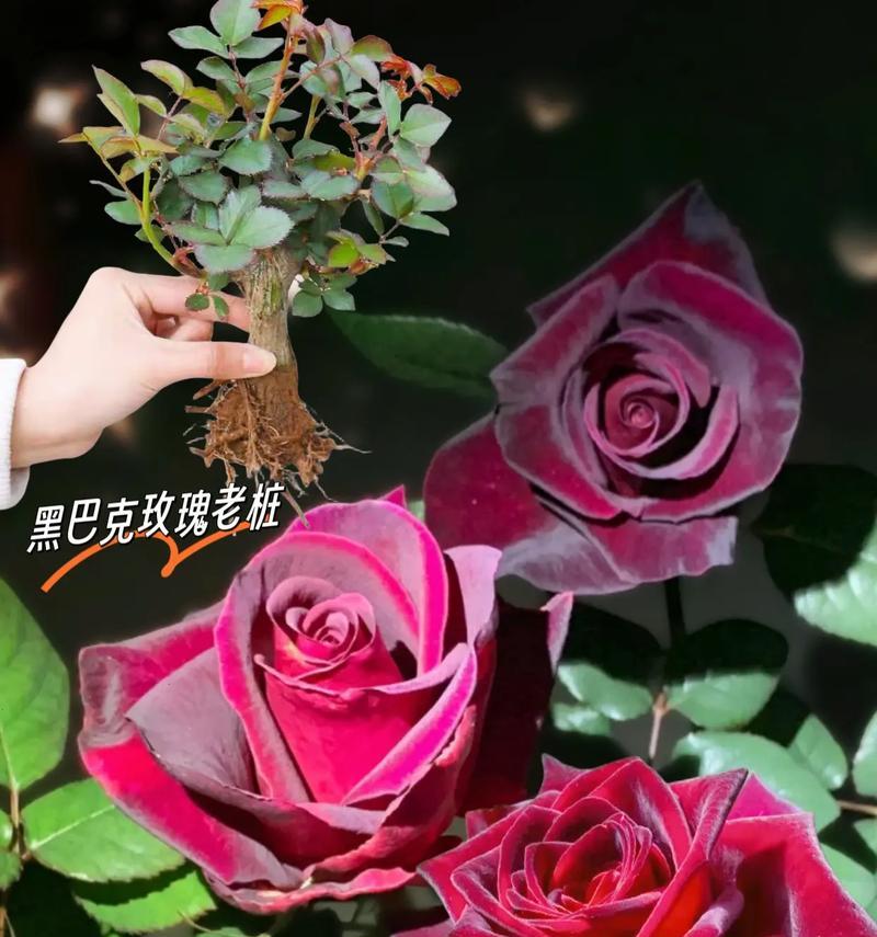 茶花嫁接月季花能活吗几年寿命合适