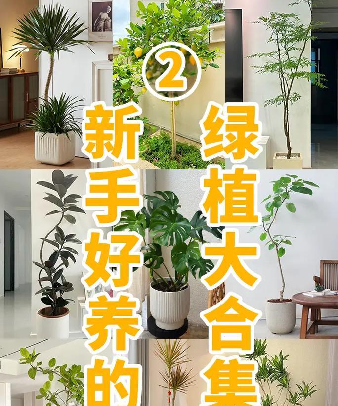 盆栽柠檬树适合在屋里养吗风水好吗