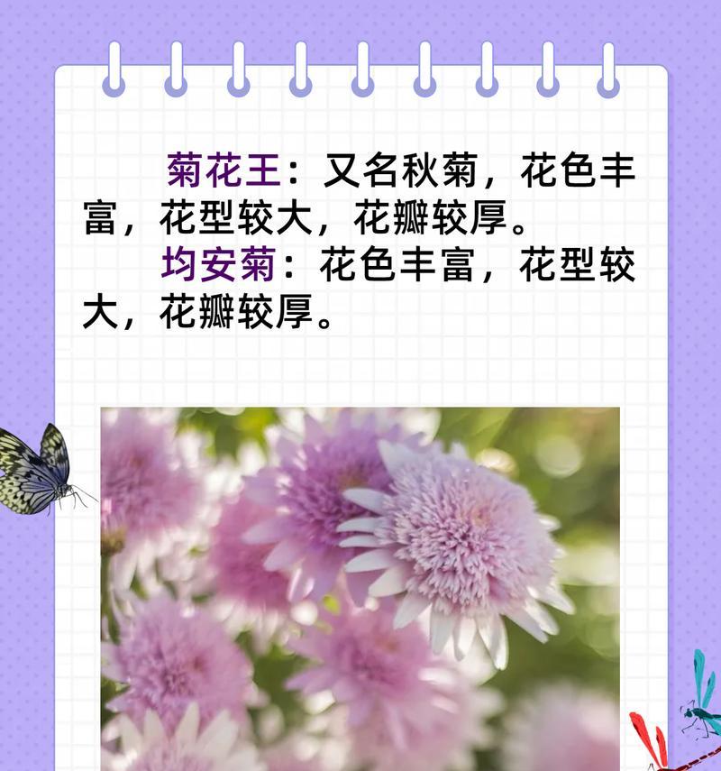 写菊花的万能开头和结尾摘抄大全图片完整