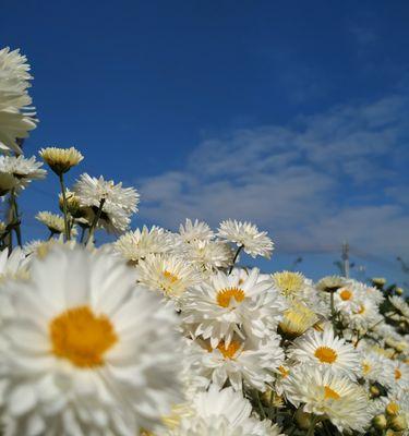 写菊花的万能开头和结尾摘抄大全图片完整