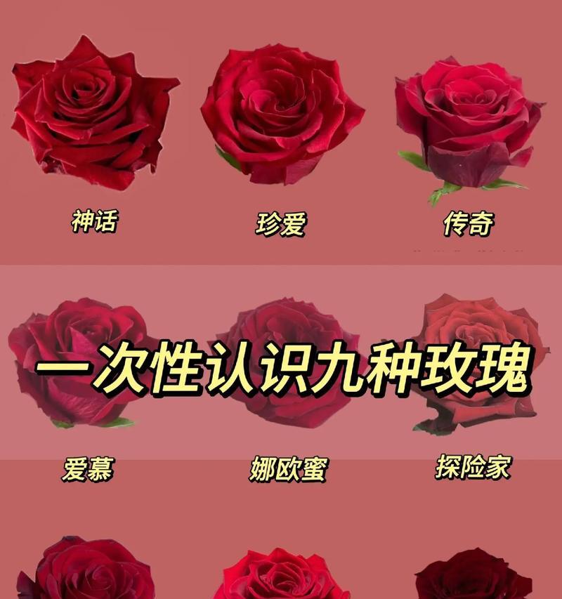 94朵玫瑰花对女生表达什么意义？含义是什么？