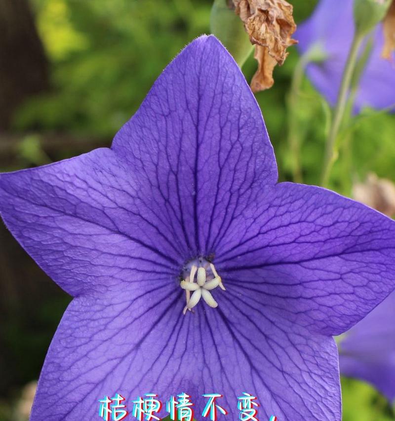 玫瑰百合组合花语有哪些？