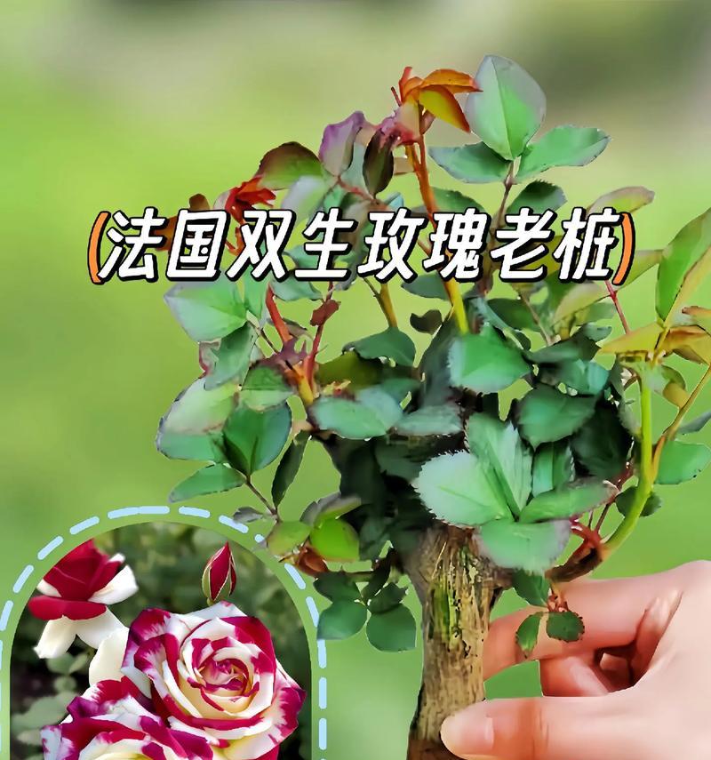 两朵玫瑰加两朵百合代表什么？它们的寓意是什么？