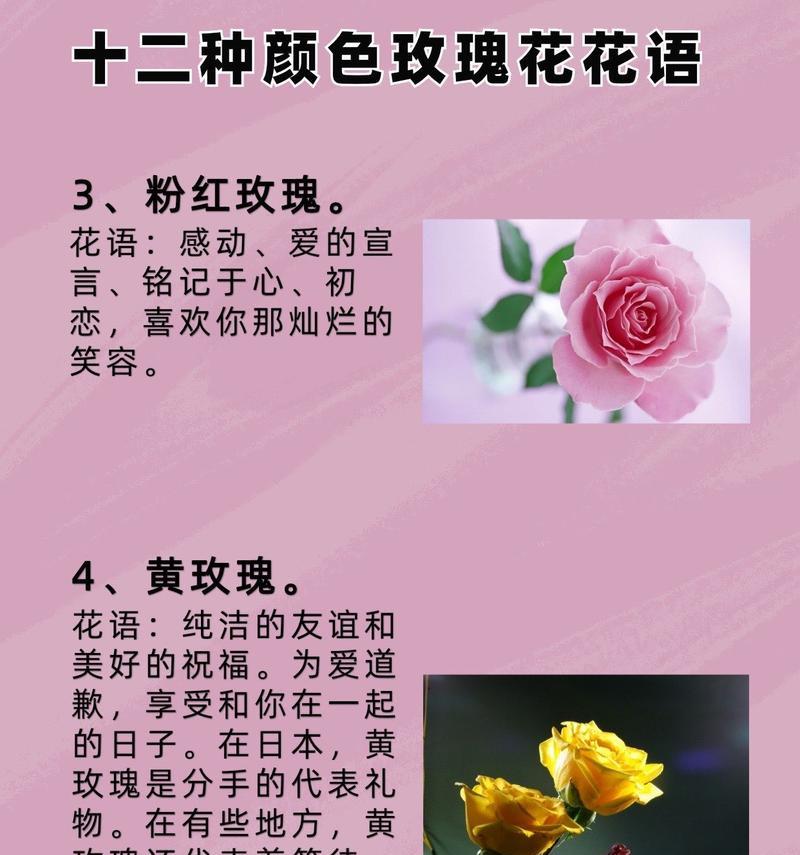 送两朵红玫瑰花代表什么？两朵玫瑰的花语是什么？