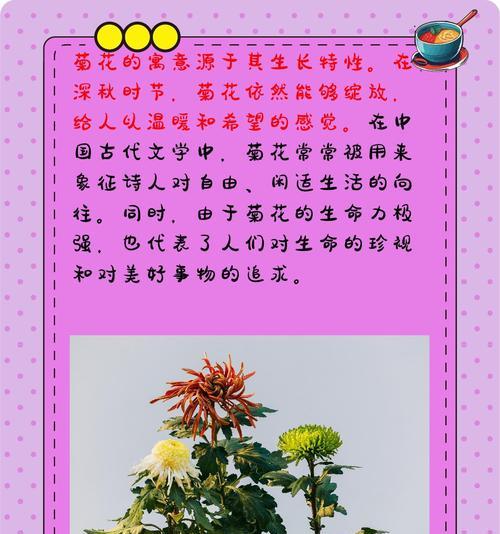 介绍菊花的句子20字以内三年级？两朵白玫瑰什么含义啊图片又是什么？