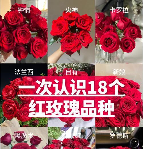 25朵红玫瑰花代表什么寓意？