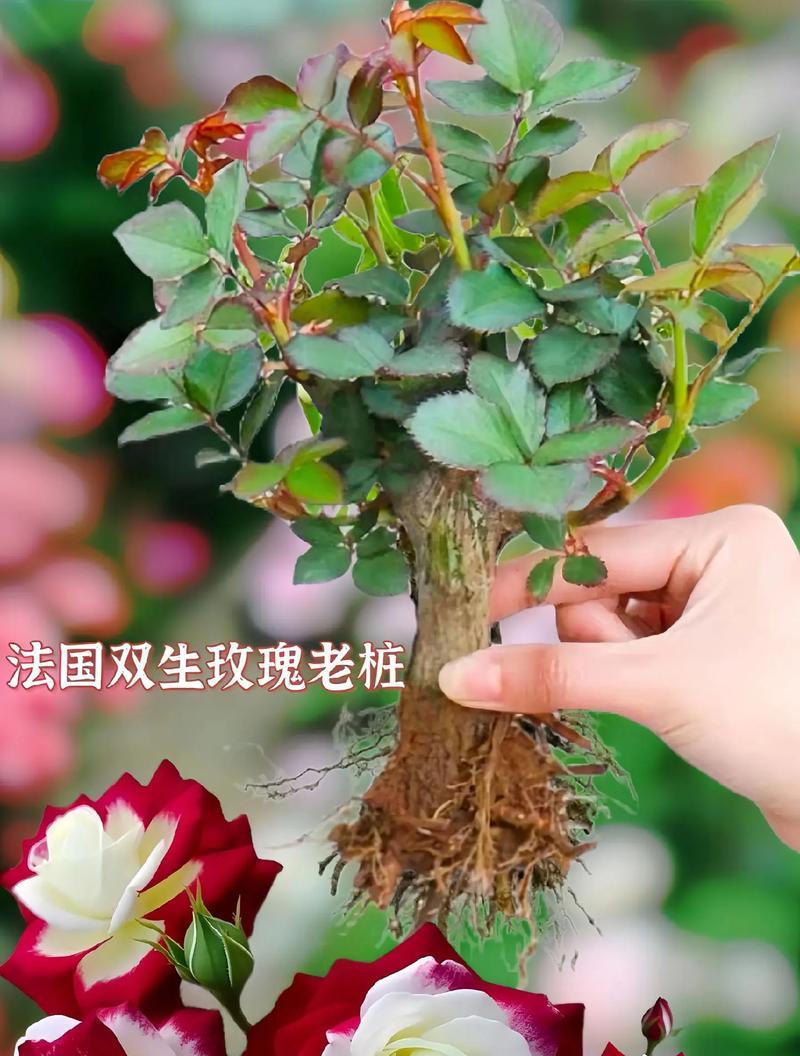 两朵玫瑰和两朵百合花的寓意是什么？