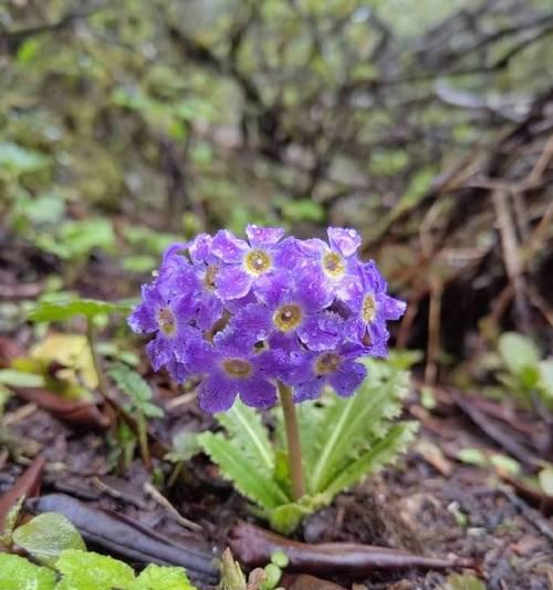 邂逅高山花卉的含义是什么？高山花卉在自然界中代表什么？