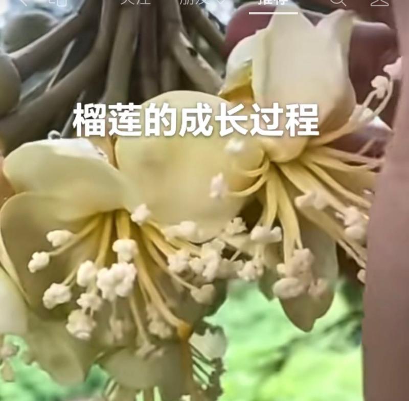 榴莲开花有什么特别的寓意？