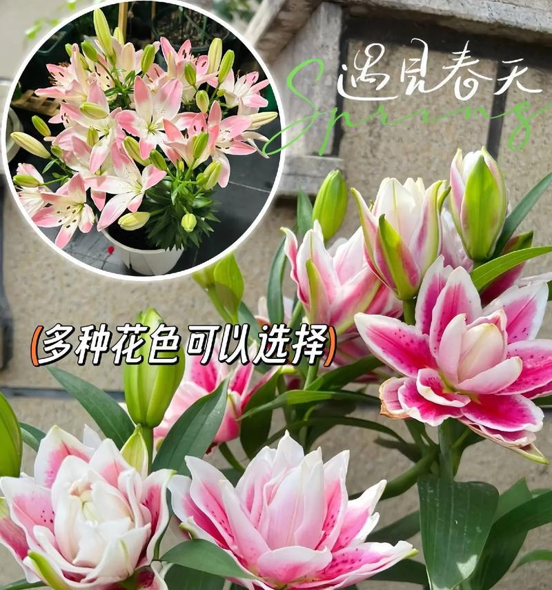 百合花代表的发色是什么？它象征着什么？