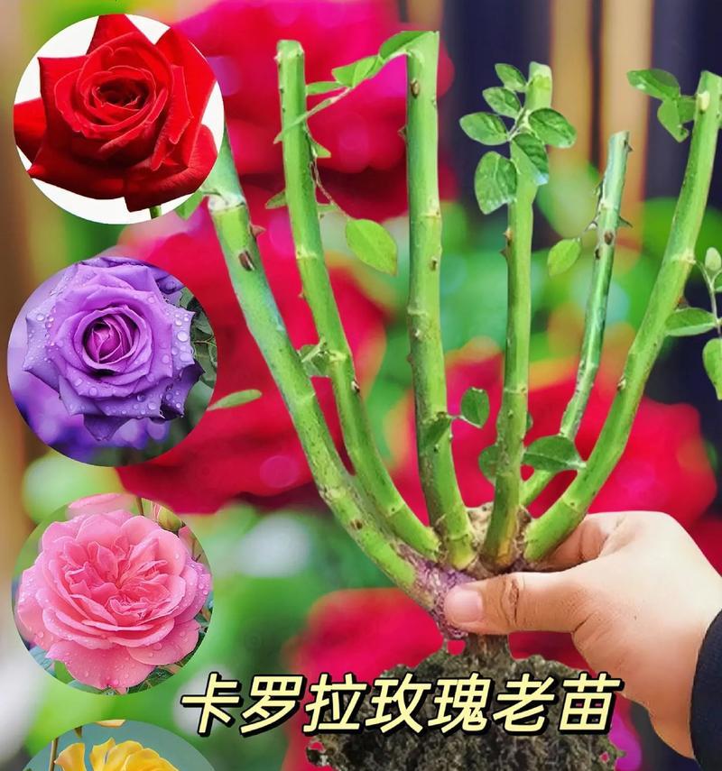 3朵卡罗拉玫瑰代表什么？它们的花语有何特别之处？