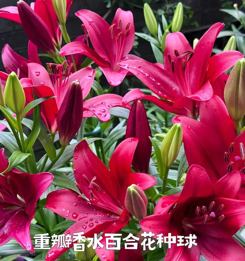 百合花的两种类型分别代表什么？