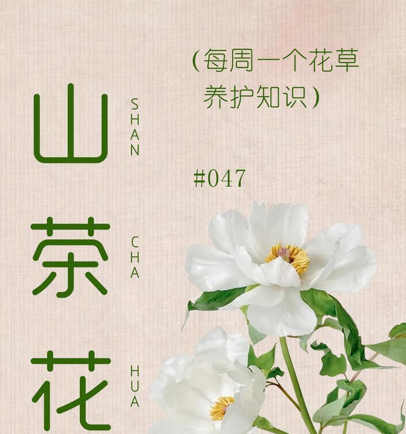 山茶花的一朵白玫瑰代表什么？白玫瑰与山茶花组合的含义是什么？