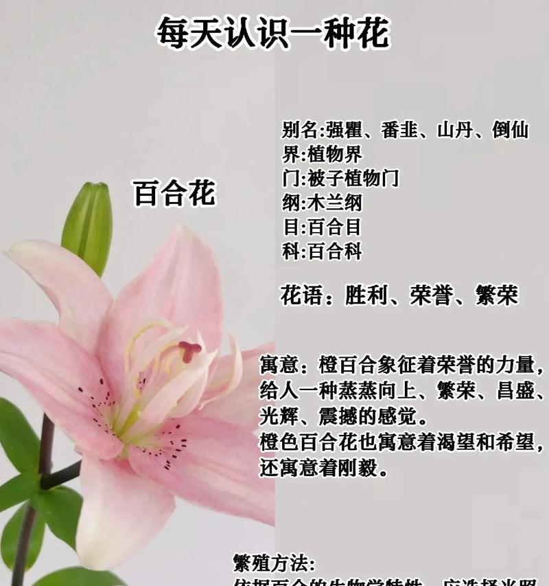 百合提亚尔有何含义？它通常用来表达什么情感？