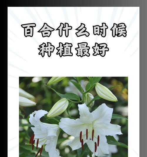 男生送女生百合花是什么意思？这种花语表达了什么情感？