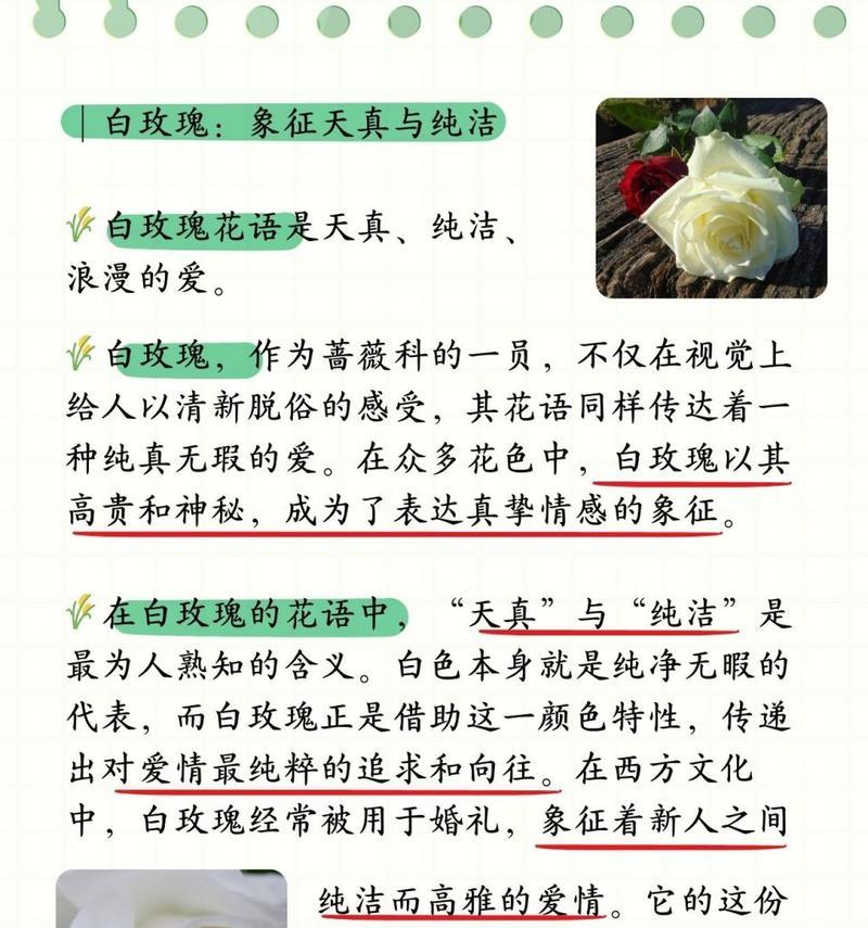 玫瑰花三朵的含义和象征是什么？它代表了什么？