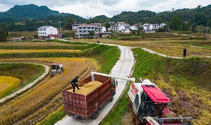 收水稻的办法是什么意思？水稻收割有哪些步骤？